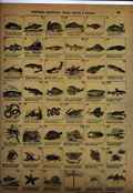 Historia Natural. Peces, reptiles e insectos. 42